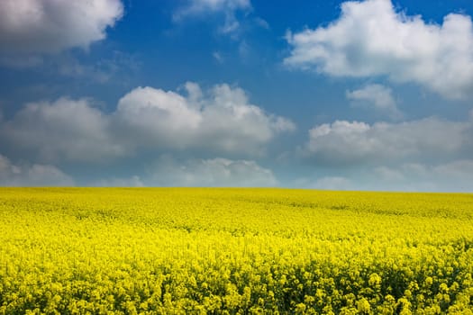 Agriculture with rapeseed,field with money-flowering rapeseed plant