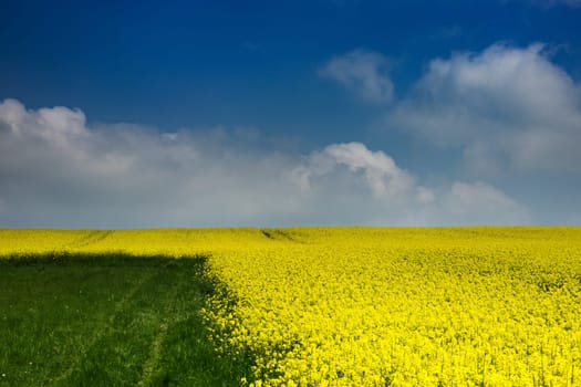 Agriculture with rapeseed,field with money-flowering rapeseed plant