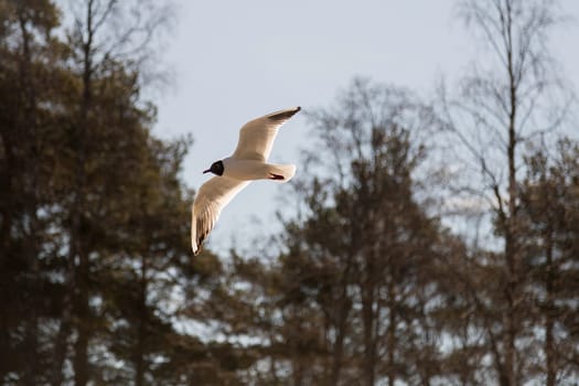 Black-headed Gull Flying with spread wings.