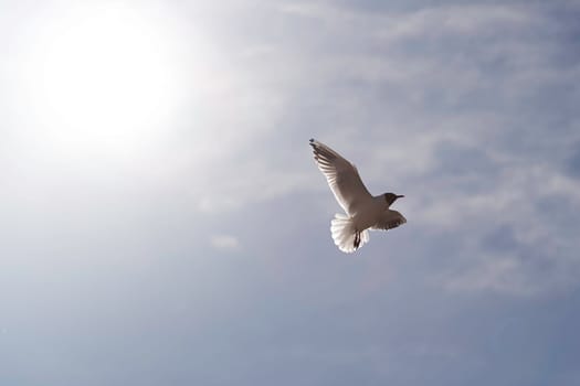 Black-headed Gull Flying with spread wings.