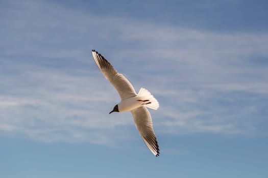 Black-headed Gull Flying with spread wings.