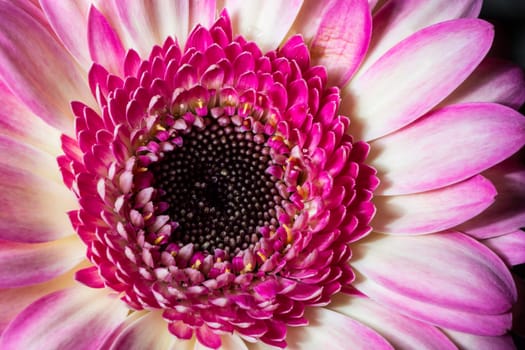 Pink Gerbera Close Up macro image.