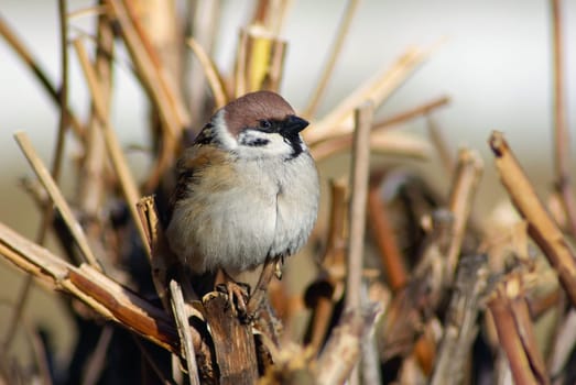 Sparrow on a branch on a blurred background of dry branches and bushes. Shallow depth of field. Selective focus.