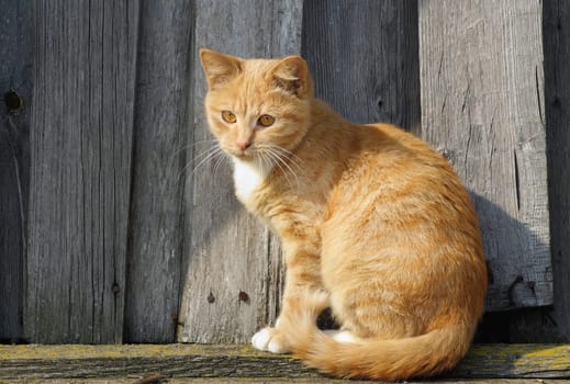 Cute ginger tabby cat on wooden fence background.