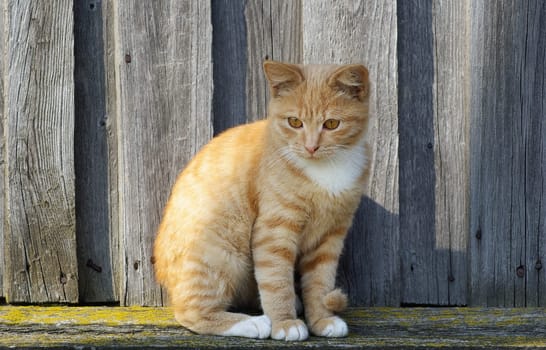 Ginger tabby cat on wooden fence background.