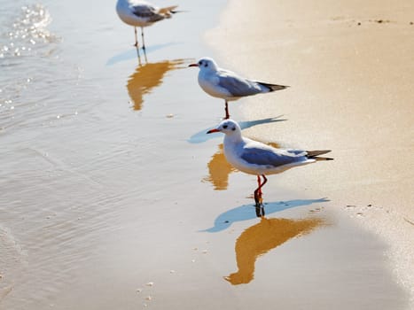 Three gulls on the beach. Seagulls standing in the water on a background of wet sand at the water's edge. Shallow depth of field. Selective focus.