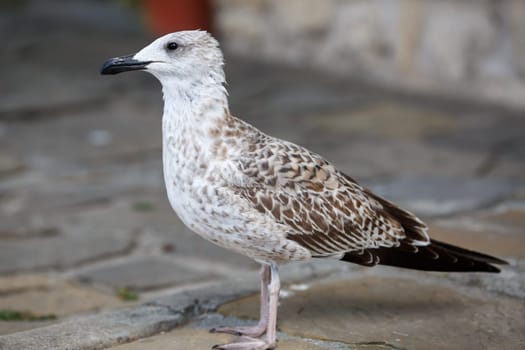 Seagull on the sidewalk. Selective focus.