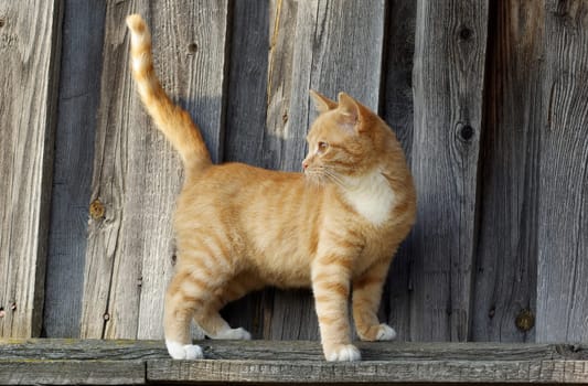 Small ginger tabby cat on wooden fence background.