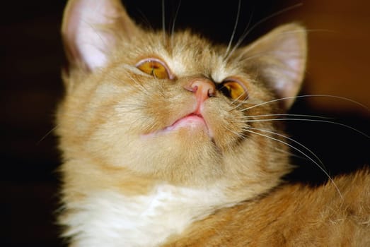 Close-up of a cute ginger tabby cat