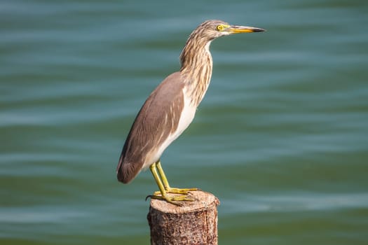 Chinese Pond Heron in the nature, Thailand