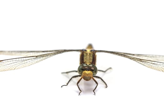 close up dragonfly macro isolated on white background