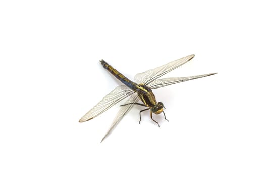 close up dragonfly macro isolated on white background