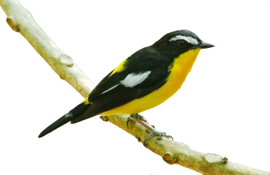 Yellow-rumped Flycatcher perching on a branch on white background