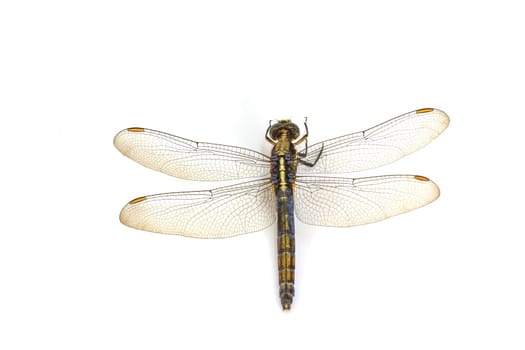 close up dragonfly macro isolated on white background