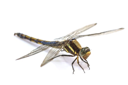 close up dragonfly macro isolated on white background