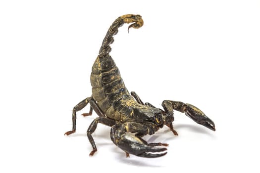 close up Scorpion ( Pandinus imperator) on white background