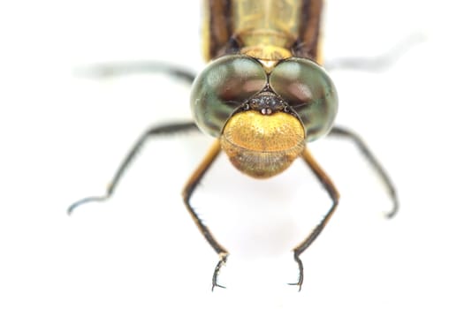 close up dragonfly macro isolated on white background