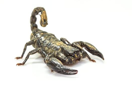 close up Scorpion ( Pandinus imperator) on white background