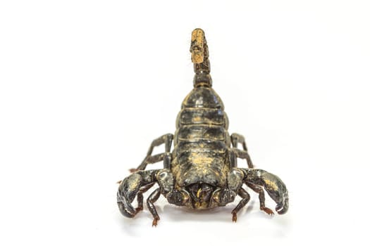close up Scorpion ( Pandinus imperator) on white background