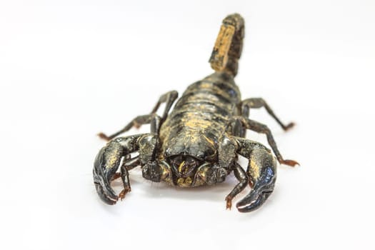 close up Scorpion ( Pandinus imperator) on white background