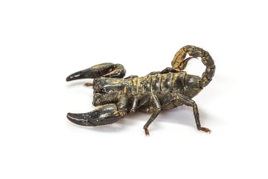 close up Scorpion ( Pandinus imperator) on white background