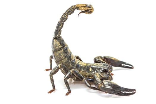 close up Scorpion ( Pandinus imperator) on white background
