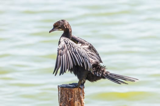 Little cormorant, Javanese cormorant (Microcarbo niger) bird in nature