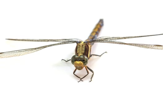 close up dragonfly macro isolated on white background