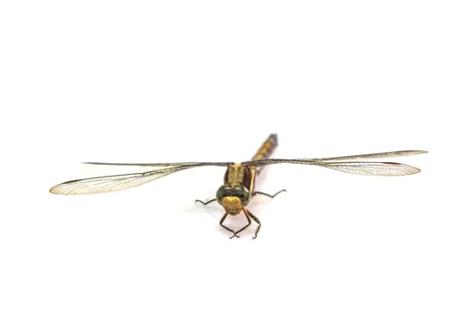 close up dragonfly macro isolated on white background