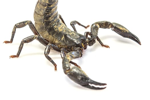 close up Scorpion ( Pandinus imperator) on white background