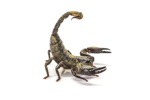 close up Scorpion ( Pandinus imperator) on white background