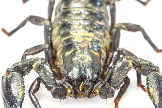 close up Scorpion ( Pandinus imperator) on white background