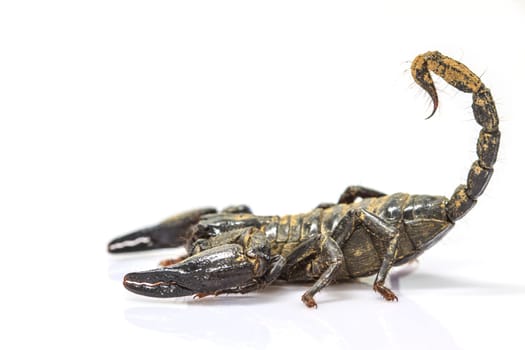 close up Scorpion ( Pandinus imperator) on white background