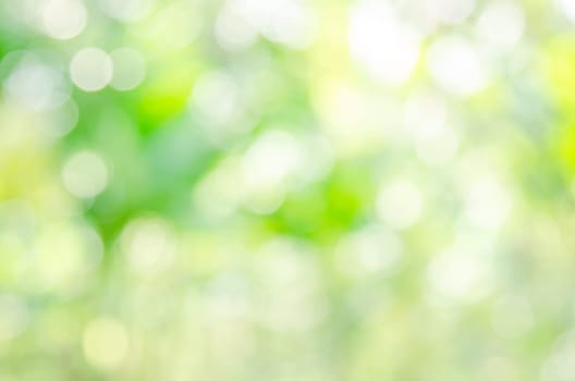 Summer or spring blur background. Green natural abstract background.