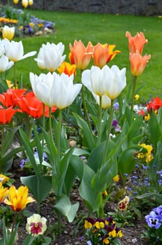 Tulips