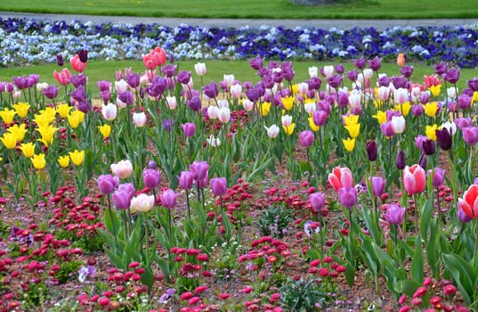 Tulips
