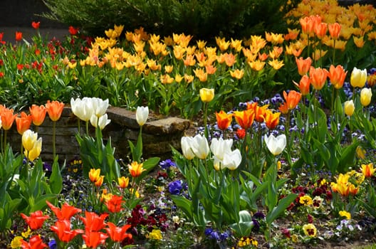 Tulips