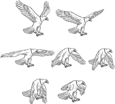 Collection set of illustrations of bald eagle flying with wings flapping viewed in different movements done in drawing sketch style.