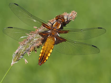 Flat-bewn dragonfly - female