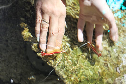 . Small red shrid nibble on three hands.