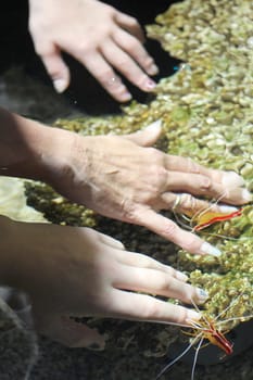 . Small red shrid nibble on three hands.