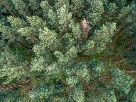 Coniferous forest from a vertical perspective