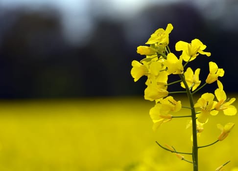 Blooming Rabsfeld