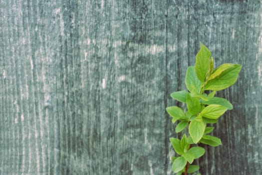 spring tree brunch with small green leaves grey wooden background