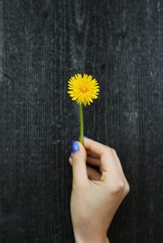 female hand keeping yellow dandelion on grey wooden background