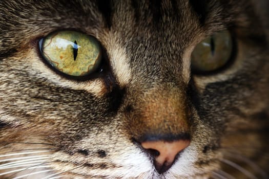 Close-up of a cat's eye