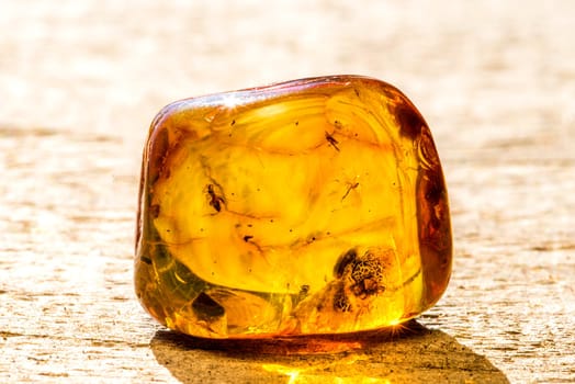 Amber with insects