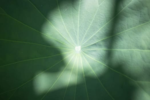 Green Lotus Leaf In Summer Day, stock photo