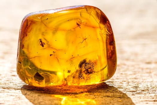 Amber with insects