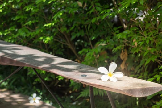 White Flower On Wooden Bench, stock photo